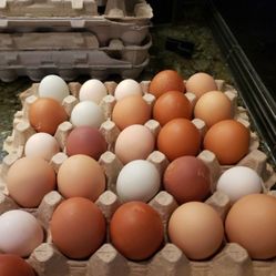 Fresh Farm Eggs ~ $6
