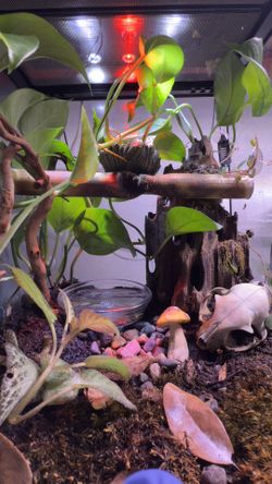 Reptile Tank And Decor
