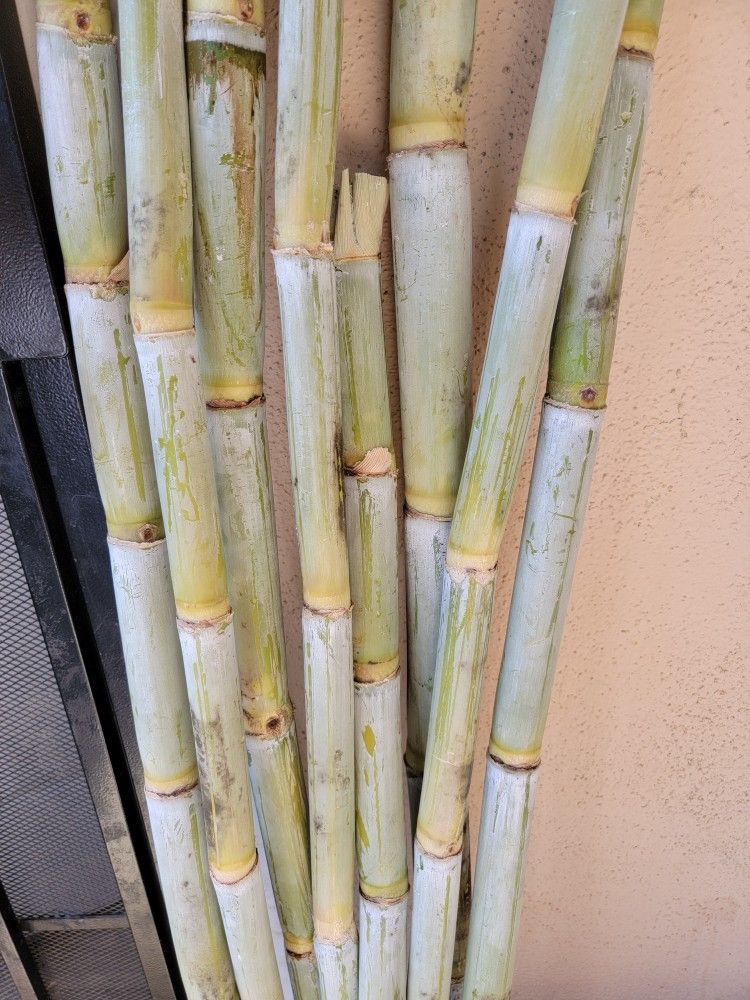 Sugar Cane batch