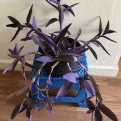 Purple Heart Wandering plants(b)