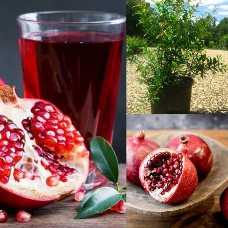 pomegranate Dwarf Trees 3gal Arboles enanos de granada Roja en 3gal