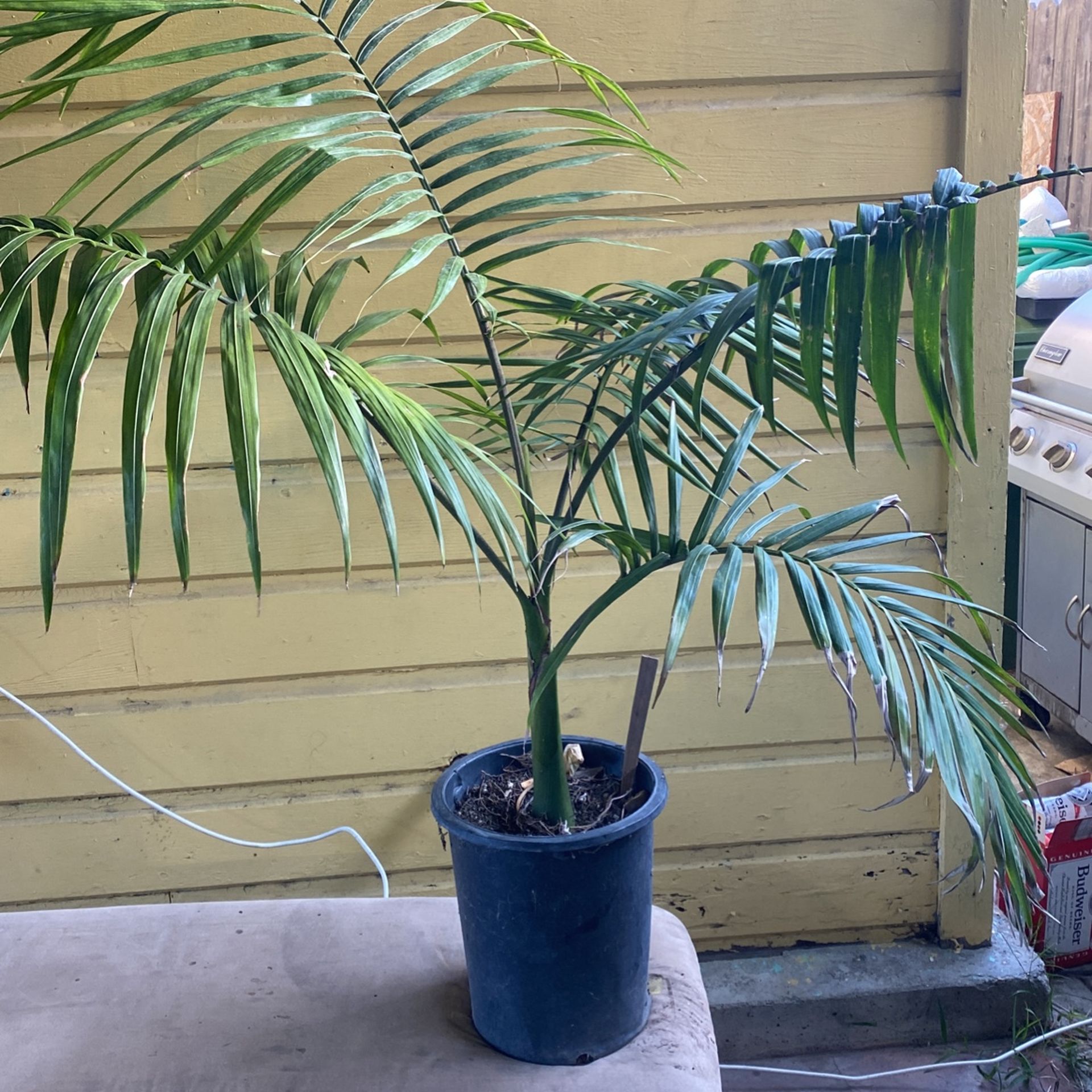 PALM TREE Palma Para Gardin 👍 Large