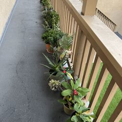 Plantas