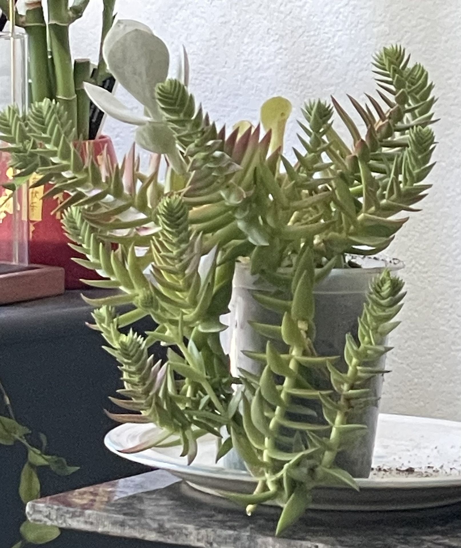 Red pagoda Plant & Silver Dollar Plant