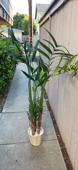 Large Potted Palm Plant in Woven Basket