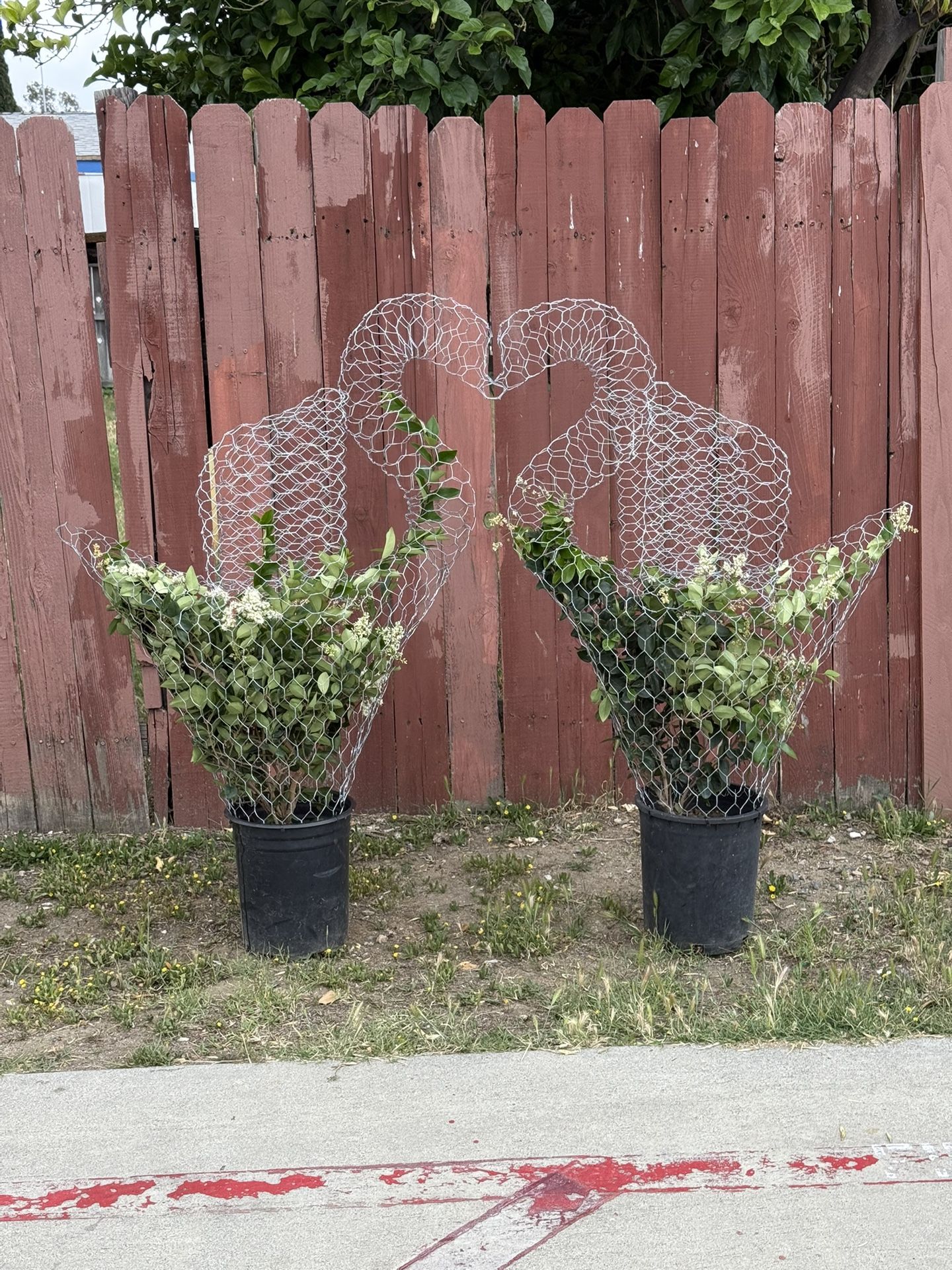 Swan Topiaries With Plants