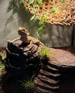 Bearded dragon