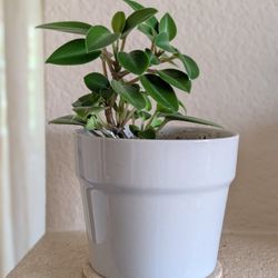 Healthy Beautiful Indoor Plant(Peperomia)