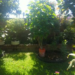 ÁRBOL De CHAYA 