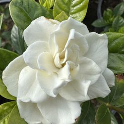 Gardenia Bush