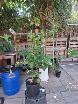 3FT MEYER TREE  read decsription