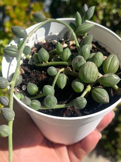 String Of Watermelon Succulent
