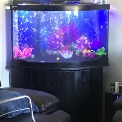 65 Gallon Corner Aquarium 