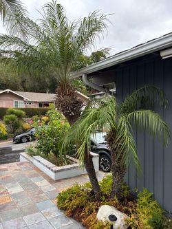 Free palms