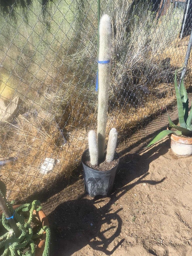 Cactus Cuttings