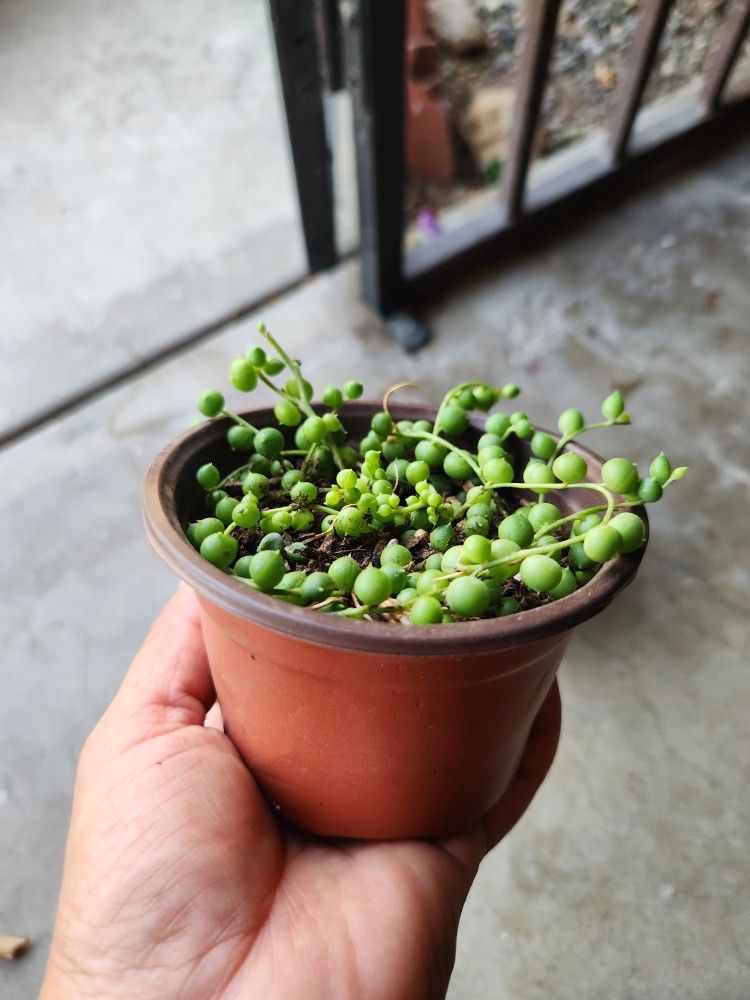 String of pearls. / senecio/ rosario succulent