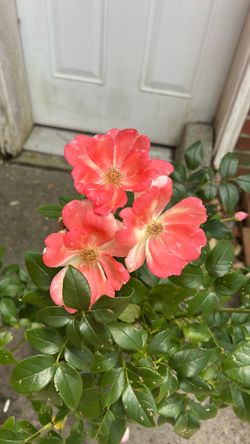 Plants
