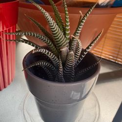 Haworthia Zebra Plant