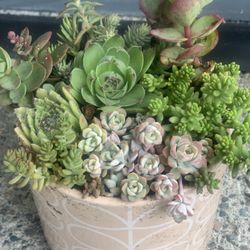 Live outdoor succulent arrangement in cream colored ceramic pot