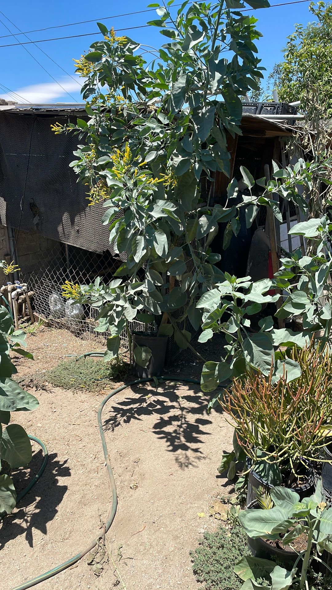 árbol Para Sombra Flor Amarilla