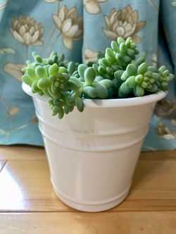 Burro’s Tail Succulent