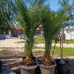 24 Gallon Pineapple Palms 