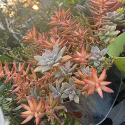 A year old (& More Than ) Multiple Succulents Arrangements 
