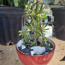 Succulents In A Ceramic Bowl $13 Each