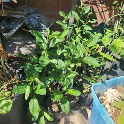Bitter Leaf Tree , Cây Mật Gấu