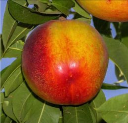 Grafted   Nectarine, Pear, Avocado, Cherry, Peach, Apple, Plum, Mandarin   Trees