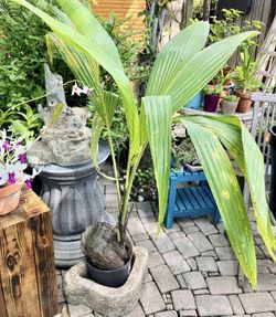 5’ Coconut Tree- $10 Each