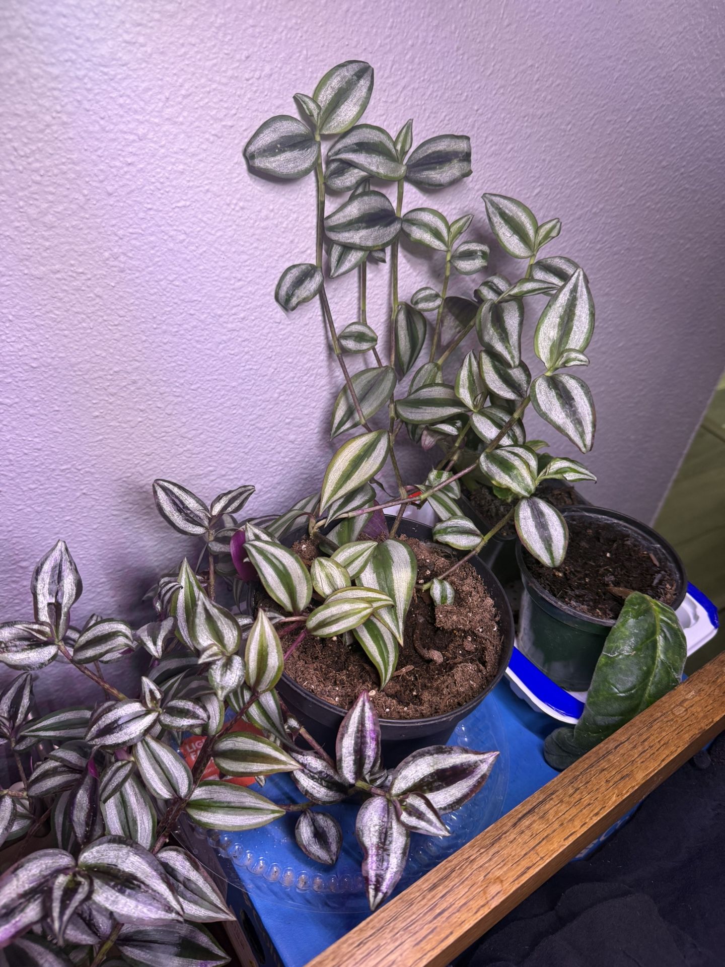 Tradescantia Plant In Pot Climbing Vibrant Multi Color