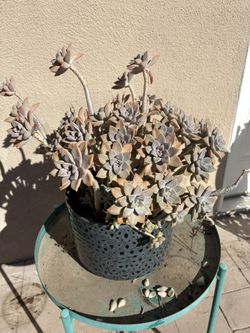 Succulents With Pot