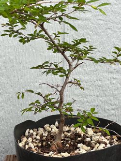Chinese Elm Pre Bonsai Tree