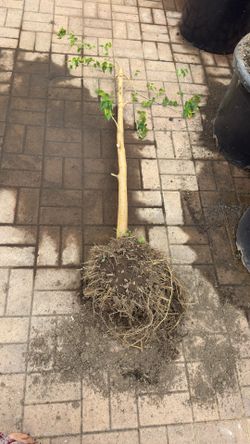 Free dwarf mulberry