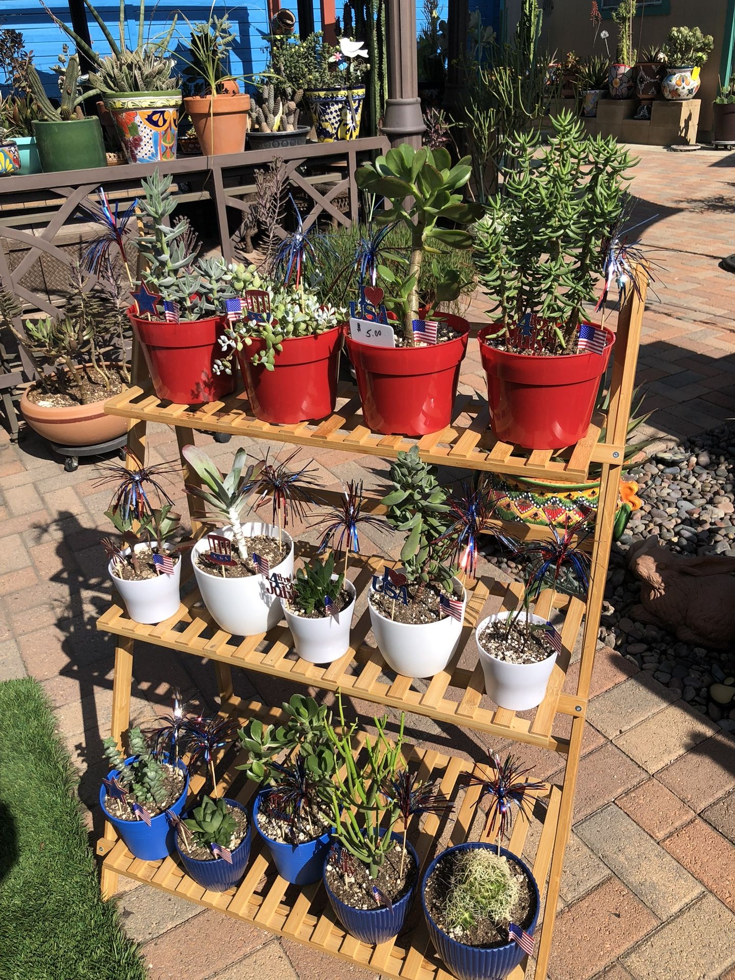 A Variety Of Succulent Plants @ $5.00 Each