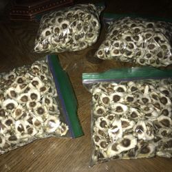 Seeds Of moringa