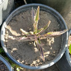 Mala Madre Planta Kalanchoe Daigremontiana