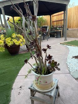 Large Aeonium Arboreum Black Rose Succulent
