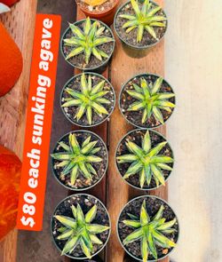 Agave sunking