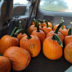 Pumpkins