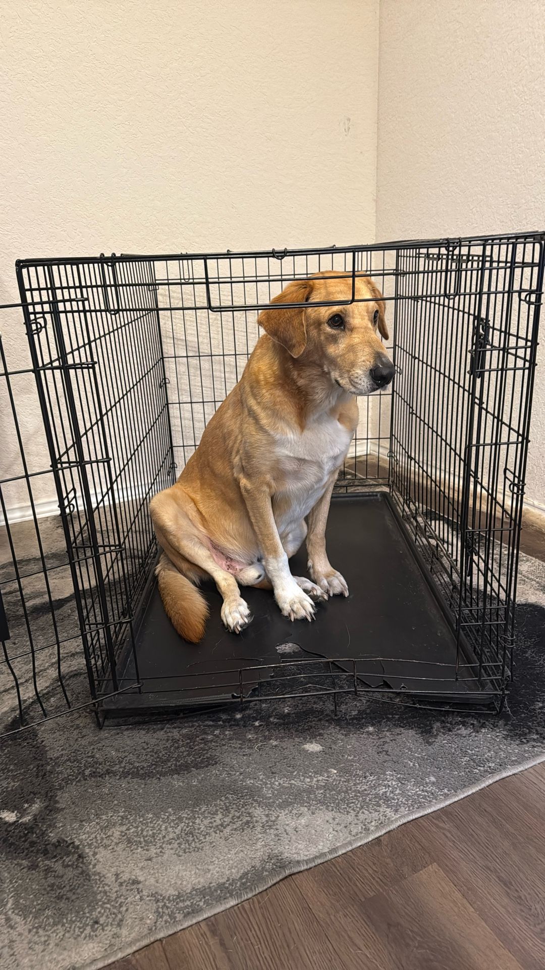 XL Two Door Dog Crate