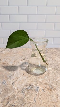 Plant Cuttings