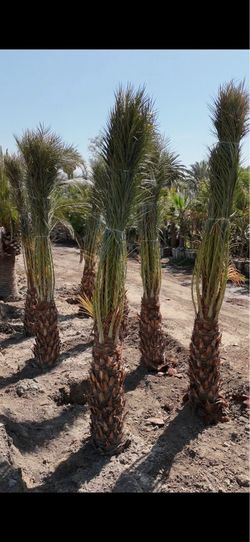 Date palms