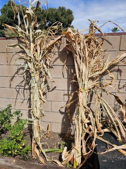 Corn husks