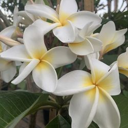 Scentsational Plumeria