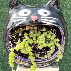 Succulent String Of Pearls In Cats Mouth
