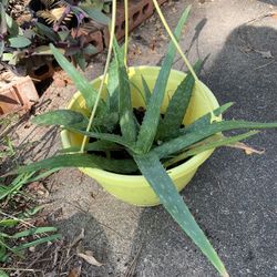 Aloe Vera Plant
