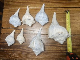 Whelk sea Shell Lot For Display Or Aquarium. Sea Shells