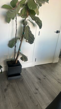 Beautiful Live Fiddle Leaf Tree with Modern Planter - Like New!